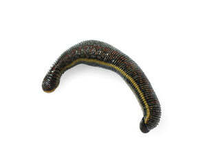 One medicinal leech isolated on white, top view