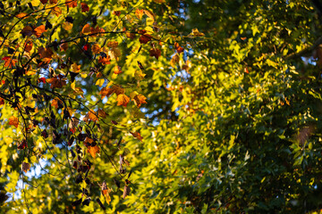 Golden autumn leaves illuminated by warm sunlight, hanging from a tree branch against a backdrop of...