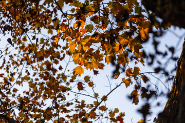 Golden autumn leaves illuminated by warm sunlight, hanging from a tree branch against a backdrop of lush green foliage, capturing the essence of a serene fall day.