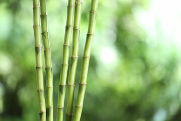 Obraz premium Decorative bamboo stems on blurred green background, closeup. Space for text