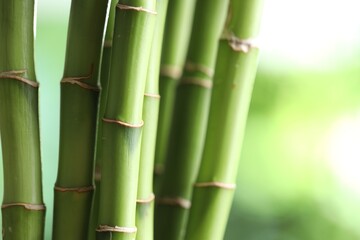 Fototapeta premium Decorative bamboo stems on blurred green background, closeup