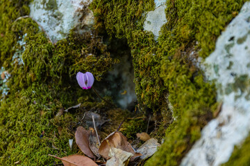 Blooming wild cyclamen flowers in a forest