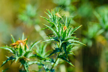 Carthamus lanatus plant (Woolly distaff thistle downy safflower, saffron thistle)