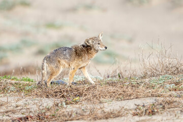 Coyote (Canis latrans) with Mange contagious infection, a contagious skin disease that affects coyotes and other wild animals