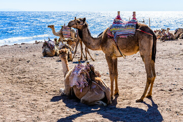 Fototapeta premium Camels at the shore of Red sea in Dahab, Egypt