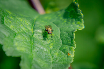 fly sitting on a nettle leaf in beautiful daylight on a macro scale.