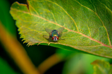 fly sitting and resting on a green leaf in the garden in summer on a sunny warm day. beautiful nature and insects in the garden.