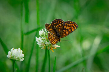 Melitaea athalia - Melitaea atalia - a beautiful colorful butterfly sitting on a flower in the forest. macro scale