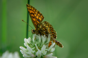 Melitaea athalia - Melitaea atalia - a beautiful colorful butterfly sitting on a flower in the forest. macro scale