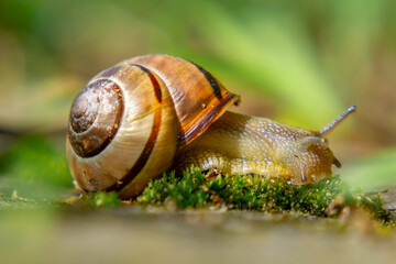 snail crawling on the road on a spring day after the rain, blurry colorful background