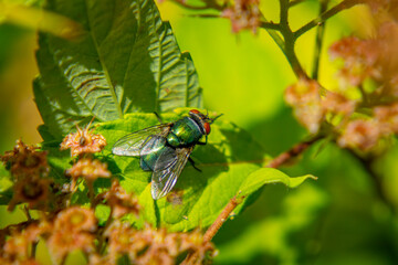 large insect, fly sitting on a leaf in nature. macro photo