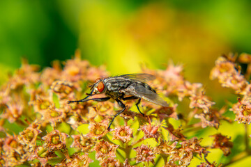 large insect, fly sitting on a leaf in nature. macro photo