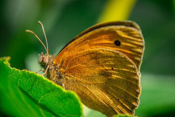 beautiful insect, butterfly sitting on a green leaf in the garden in spring
