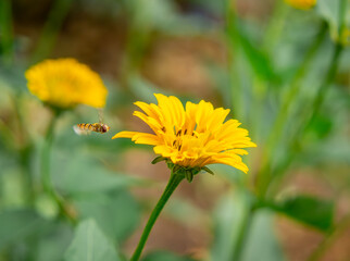 a yellow spring flower in a meadow and an insect flying towards it. beautiful spring nature.