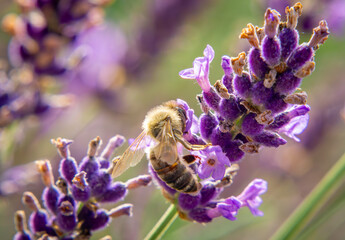 bee on lavender bush and flowers in spring. honey bee insect on a flower