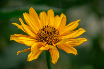 yellow flower in macro scale and blurry background