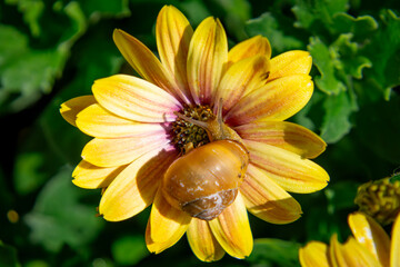 a snail crawling on a colorful flower called African daisy on a beautiful sunny spring day