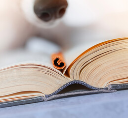Curious dog nose sniffs cinnamon stick on open book, showcasing NoseWork or ScentWork, scent detection discipline. Creative photography for dog training, pet care, canine sport content