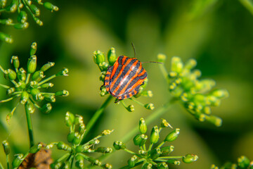The umbel beetle from the Hemiptera family is a small orange insect sitting on green plants in the forest. macro photo