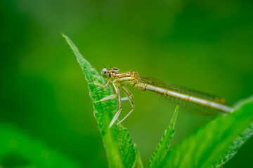 Feathered type of dragonfly sitting on green nettle leaves in a meadow