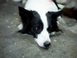 A black and white Border Collie is resting lies down lying on the floor, watching owner with a curious sideways glance