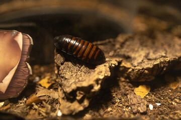 A detailed close up of a ground beetle crawling across the moist on the damp raw soil earthy floor deep underground