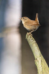 Winter Wren