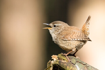 Winter Wren