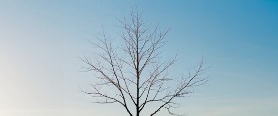 Young sumac without foliage in sunny early spring weather.