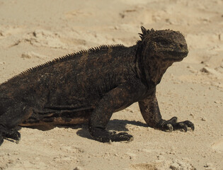 Galapagos Marine Iguana in Wet Sand