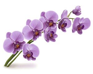 Obraz na płótnie Canvas Purple Orchid Branch, Isolated Floral Design