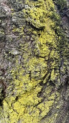 lichen on tree bark