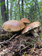 Mushrooms in the fall forest. Boletus
