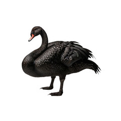Fototapeta premium Black swan standing on transparent background generative AI