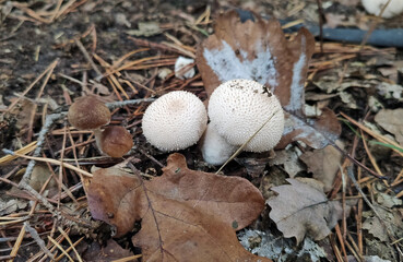 Mushrooms in the fall forest, Lycoperdon perlatum