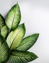 Obraz premium Vibrant green dieffenbachia leaves arranged artistically on a light background