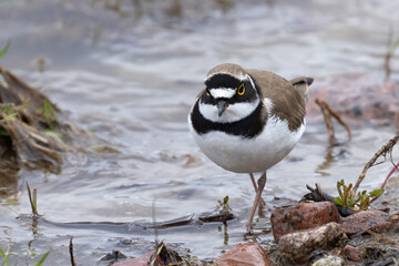 Little Ringed Plover