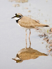 Little Ringed Plover