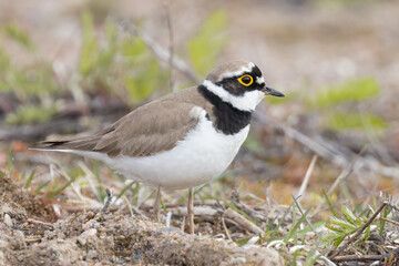 Little Ringed Plover