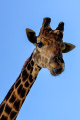A majestic giraffe stands tall, captured from a low perspective. Its long neck and striking coat create a dramatic wildlife portrait