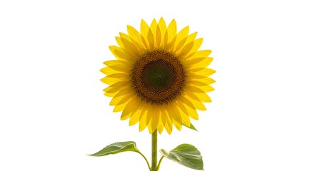 Obraz premium Close-up of a Vibrant Yellow Sunflower Blossom with Green Leaves