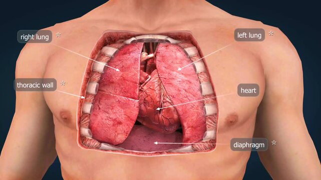  Location of heart and lungs inside thorax