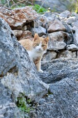 Cat rocky environment. High quality photo
