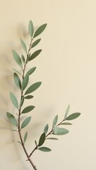 Obraz premium Elegant Olive Branch on Simple Beige Background. Perfect for website headers, banners, invitations related to nature, organic products, botanical themes