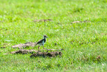 filhote de quero-quero na Trilha do Talha-mar no Parque Nacional da Lagoa do Peixe.