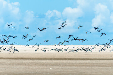 Revoada de biguás na Barra da Lagoa do Peixe.