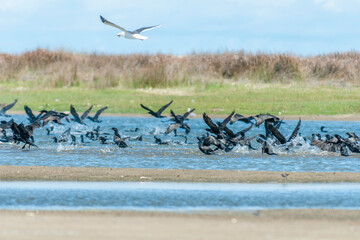 Revoada de bigu&aacute;s na Barra da Lagoa do Peixe.