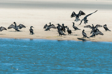 Bigu&aacute;s na Barra da Lagoa do Peixe.