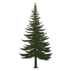 Fototapeta premium A tall evergreen tree silhouetted against a plain background, showcasing its lush green foliage.