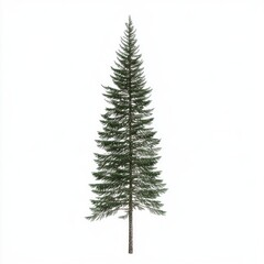 A tall evergreen tree stands prominently against a white background, symbolizing resilience and nature's beauty.